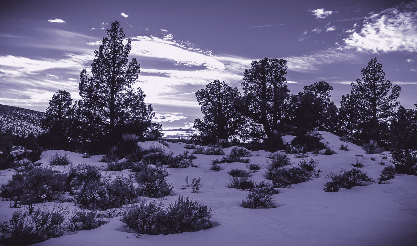Juniper and snow on an open high desert flat at dusk.